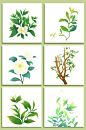 绿色茶叶茶花茶包装元素插画
