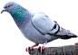鸽子PNG
