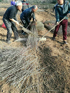 陈廷刚采集到皂角树