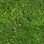 Free high resolution Plants textures | Wild Textures