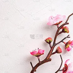 中国农历新年背景设计概念与粉红色的梅花和节日装饰。
