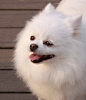 博美犬