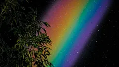 点击来源直接获取大图文件 |黑色夜空中色彩鲜艳的彩虹和发光的星星，前景有树叶 - 超现实壁纸