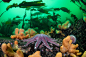 General 2250x1500 nature animals plants underwater starfish coral sea