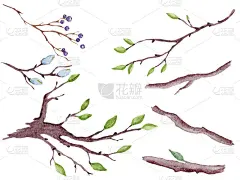 一套水彩分支。