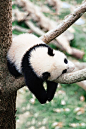 Panda: 