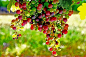 500px / Photo "highlights on grapes" by Minh H.C.