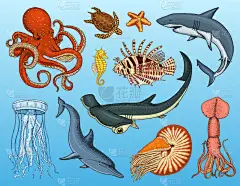 鱼类或海洋生物鹦鹉螺 pompilius, 水母和海星。章鱼和鱿鱼, 乌贼海豚和锤头鲨绿海龟和海马刻
