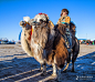 内蒙克什克腾旗2017年骆驼节（二）