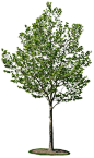 CROPPED TREES COLLECTIONS  http://www.archivitamins.com/our-finest-cropped-trees-collection/