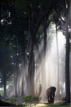 香水百合采集到风景