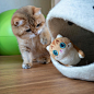 hosico_cat