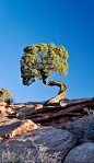 Twisted tree in Moab, Utah • photo: Brent Clark on Flickr