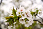 亚洲樱桃树,广岛县,天空,美,新的,水平画幅,樱花,樱桃,传统,旅行者