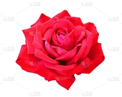 玫瑰,贺卡,水平画幅,无人,符号,夏天,特写,花蕾,植物,情人节卡