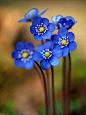 好漂亮的藍色小花。 #花草#