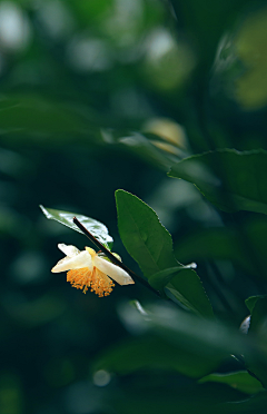 小牛牛采集到茶园