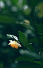 浓郁的山谷翠色里，龙井茶的花儿
