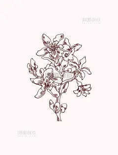 春天春季木棉花花朵线描描边