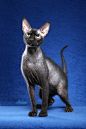 Peterbald／彼得秃猫 　作为三种无毛猫品种之一，与原种斯芬克斯猫（Sphynx）及俄罗斯产的Donskoy的不同之处是，Peterbald（彼得秃猫）是Donskoy与一种东方猫混种后诞生的东方型无毛猫。1998年彼得秃猫第一次出现在美国。虽被称为无毛猫，但它们并不是完全无毛的。


