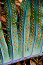 Spores on the underside of fern leaf