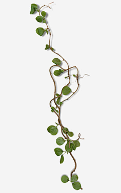 藤蔓,缠绕-花瓣网|陪你做生活的设计师