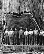 旧照片：伐木工人和巨木的最后留念。