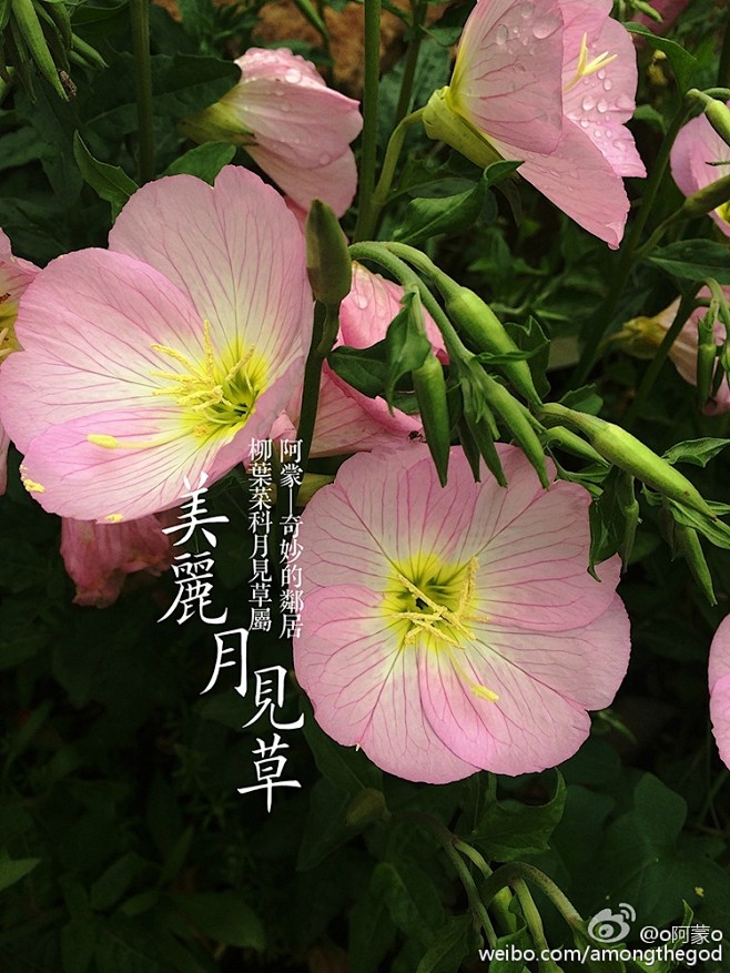 白色黄色橙色红色，接下来是粉色九宫......