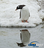 企鹅“照镜子”10分钟 陶醉于倒影显自恋--图片频道--人民网【这只企鹅在水边欣赏了10分钟自己的倒影。】摄影师安东尼·皮尔斯在南极洲拍摄到了一组很有趣的照片：一只企鹅在岸边对着自己映在水中的倒影反复欣赏，有10分钟之久。一只南极企鹅在纳克港入口的一个水池边驻足，它凝视着自己在水中的倒影足有10分钟，虽然它反复几次想要离开，却又急忙回来继续欣赏自己的倒影。摄影师安东尼表示：“一些其他企鹅来到水边只是喝水然后离开，它们中没有一个会看自己的倒影。之后这只自负的企鹅出现了，我对它的行为感到挺惊讶的。”此外，安东
