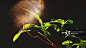 Close-Up Of Fresh Green Plant Against Black Background_创意图片