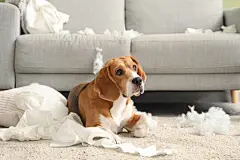 点击来源直接获取大图文件 |Naughty Beagle dog with torn pillows and toilet paper rolls lying on floor in messy living room