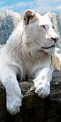 Snowy white lion