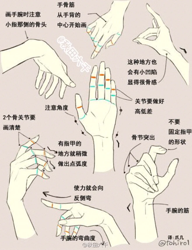 手的结构-花瓣网