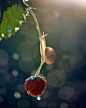 macro, nikon, nature,sigma, цветы, макро, боке Strawberry wayphoto preview