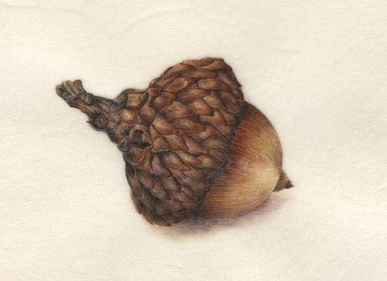 Acorn<br />Watercolo...