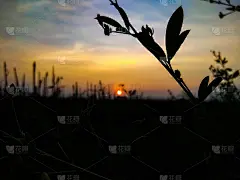 树叶的剪影日出在背景股票照片在马杜莱农田