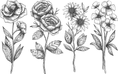 手绘素描花卉植物花朵元素铅笔画复古黑白