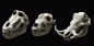 Daily sculpts 163-192 ( Animalia Skulls ), Gustavo Zampieri : so these ones i decided to get on some observation theme, so decided to study animals skulls, they are not flawless, as i did have limited time (60-90m each) and limited references (google) hah