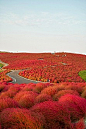 地肤山，常陆那珂市，日本