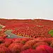 地肤山，常陆那珂市，日本