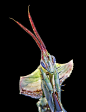 Idolomantis diabolica: 