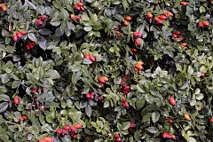 式样,浆果,红色,秋天,壁纸,臀,熟的,野玫瑰,野玫瑰果,自然