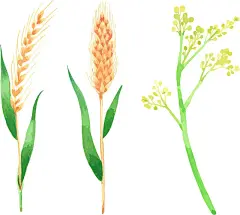 手绘植物图片—正版手绘植物图片_高清手绘植物图片购买、下载-视觉中国vcg.com