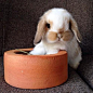 Tarocco • bunniesarethebest-batb (via siliconsnow): 