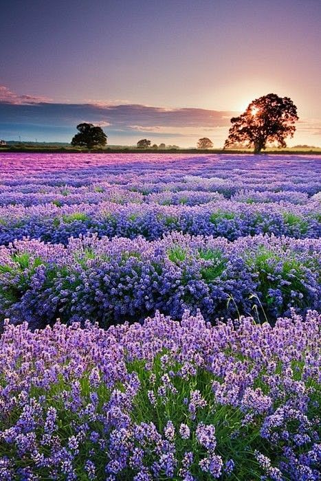 lavender field