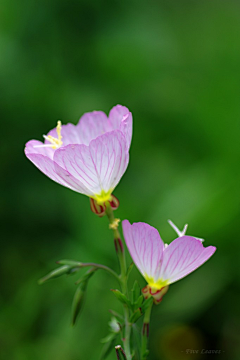 洛心_IrisHeart（WB）采集到花花世界