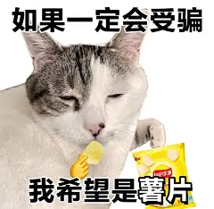猫猫上班表情包 (1)