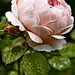 Ambridge Rose