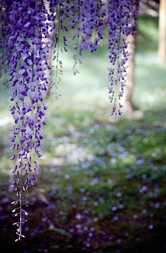 紫竹林里的竹子❤采集到【花海世界】