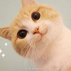 木玉肆水采集到是猫呀